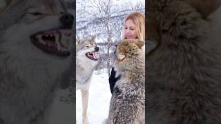 WOLFGIRL  WOLF FIGHT Real Sound Effects from Norway  wolfgirl wolf wolves wolfhowling [upl. by Innig]