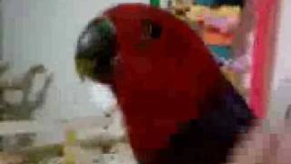 Sookie Female Eclectus and Coco the Cockatoo Parrot singing talking and dancing [upl. by Eleik583]