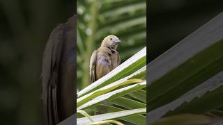 Sanhaço de Coqueiro Palm Tanager Thraupis palmarum birds freebirds nature [upl. by Seafowl]