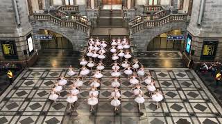 Het grootste Zwanenmeer in AntwerpenCentraal [upl. by Teemus]