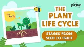 Plant Life Cycle Stages From Seed To Fruit  Primary School Science Animation [upl. by Eceryt]