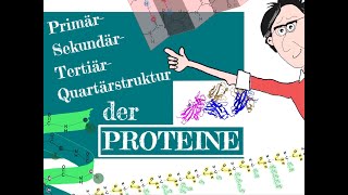 Die Primär Sekundär Tertiär Quartärstruktur der Proteine [upl. by Ytsur]