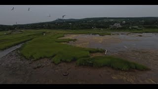 Flying with a flock of Seagulls [upl. by Carnay]