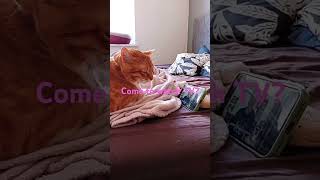 TV time together😍cat funny animal cute memes funnyvideo funnyshorts funnyvideos kittenfun [upl. by Karine]