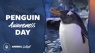 Penguin Awareness Day  Mutual of Omahas Wild Kingdom [upl. by Prestige]