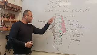 Biomechanics of Iliolumbar Ligament  A Potential source of Lower Back Pain and Sciatica [upl. by Derfniw146]