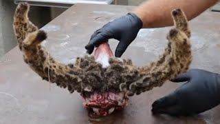 HOW TO CLEAN A CACTUS BUCK quotSTAGquot [upl. by Arakawa]