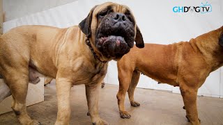 Bull Mastiffs barking at camera [upl. by Troy676]