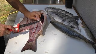 How to fillet redfish trout and sheepshead [upl. by Petuu]