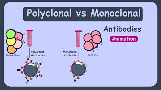 Monoclonal and polyclonal antibodies  polyclonal vs monoclonal antibodies [upl. by Etnod450]