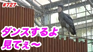 ちょっとだけダンスするよ💖dancing★掛川花鳥園★ハシビロコウふたば★No727★shoebill Futaba [upl. by Solrak57]