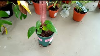 planting my epipremnum pinnatum in soil [upl. by Xxam]