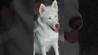 MOON MY BEAUTIFUL HUSKY [upl. by Dirraj]