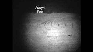 Fox shooting with the Vulpine MK2 Night vision 1028x768 Oled screen amp Solaris SRX laser IR [upl. by Sholom471]