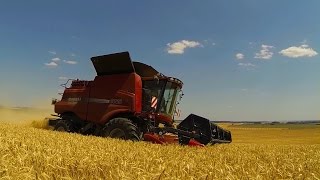 Une journée à la moisson en Case IH [upl. by Yrevi]