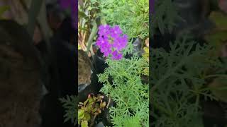 Purple Verbena garden flowers garden winterflower short tranding shortvideo viralvideo new [upl. by Aronos109]