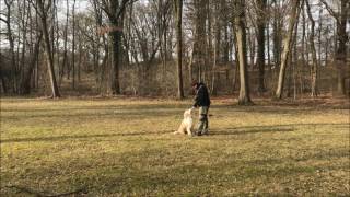 Martin Rütter DOGS Hanau  Pfeifentraining mit Apportieren [upl. by Cida]