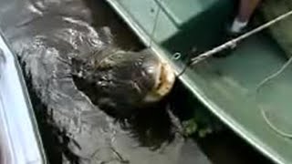 Florida Alligators Disappear in Just One Foot of Water  Ultimate Killers  BBC Studios [upl. by Siuqaj]