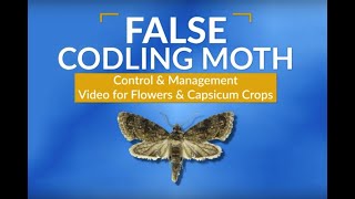 The False Codling Moth FCM Control amp Management [upl. by Kenon]