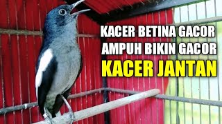 KACER BETINA GACOR AMPUH BIKIN GACOR KACER JANTAN🔥🔥 [upl. by Engdahl]