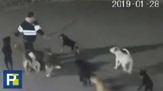 Mujer muere tras ser atacada brutalmente por una jauría de perros en México [upl. by Safire799]