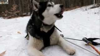 DOGS 101 Alaskan Malamute ENG [upl. by Pliam]