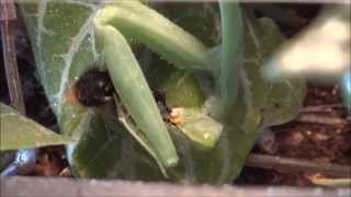 praying mantis eats caterpillar  Gottesanbeterin frisst eine Raupe [upl. by Issak141]