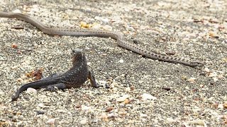 Iguane VS serpents  tension maximale  ZAPPING SAUVAGE [upl. by Arak]