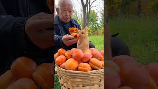 The persimmons are ripe Grandpa and the little rabbit eat persimmons together Cute pet debut p [upl. by Phyllys]