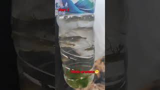 Part 3 dapat ikan arwana kw quotaplocheilus panchaxquot ikanhias ikan [upl. by Annert]