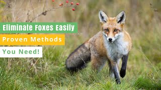 How To Get Rid of Foxes  Removing Foxes Safely amp Effortlessly [upl. by Noiwtna]