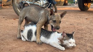 CatS Love ❤  Dog mating cat in Heat [upl. by Esyak]