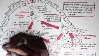 Part I  Mucosal Immunity [upl. by Perdita]