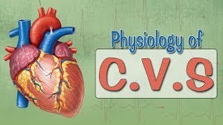 Easy Physiology  CVS  Introduction [upl. by Yrag]