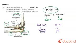 Olecranon process is found in [upl. by Maidel]