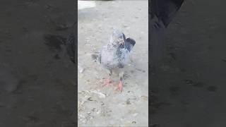 Pta chal jayegahigh fleyarpigeon🕊️🥰short video [upl. by Eninaj]