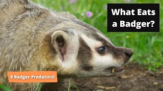 What Eats a Badger  8 Predators That Prey on Badgers  Badger Predators [upl. by Sudnac]