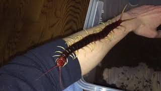 Scolopendra gigantea handling [upl. by Rozina]