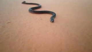 MOVING BABY SNAKE [upl. by Woodrow767]