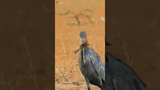 The Heron on the Hunt birds nature herons shorts [upl. by Maurili857]