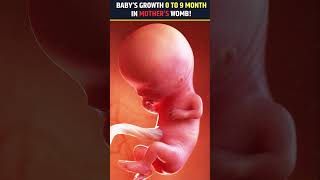 1 To 9 Month Baby Growth In Mothers Womb During Pregnancy health youtubeshorts babyshorts [upl. by Ashman830]