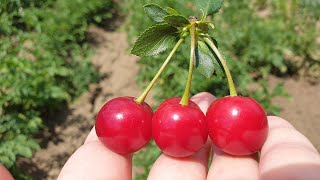 Cherry Prunus cerasus liqueur  a simple recipe in a ratio of 111 [upl. by Hansel]