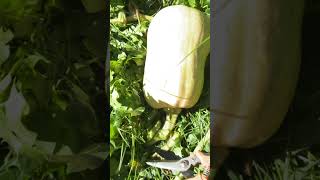 Trimming Squash for Root Cellar organicgardening harvesting niceday shorts [upl. by Chantal655]