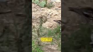 The Roadrunner vs Rattlesnake A Desert Showdown Pt2 [upl. by Evin]