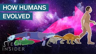 Incredible Animation Shows How Humans Evolved From Early Life [upl. by Jamel]