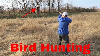 Bird Hunting With ShotGun  Quail Chuckar Pheasants [upl. by Mulry563]