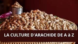 COMMENT CULTIVER LARACHIDE EN AFRIQUE [upl. by Nnaylrebmik456]