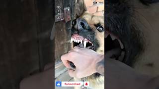 Dangerous Dog shorts ytshorts viralshorts dog [upl. by Eita]