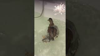 Duck Jumps In Tub [upl. by Mathia]