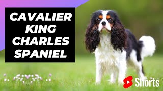 Cavalier King Charles Spaniel 🐶 One Of The Laziest Dog Breeds In The World shorts [upl. by Oribelle]